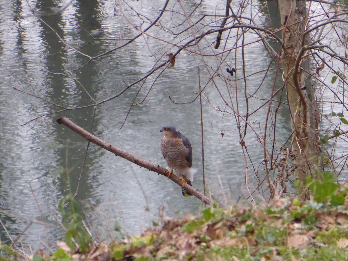 Eurasian Sparrowhawk - ML648574845