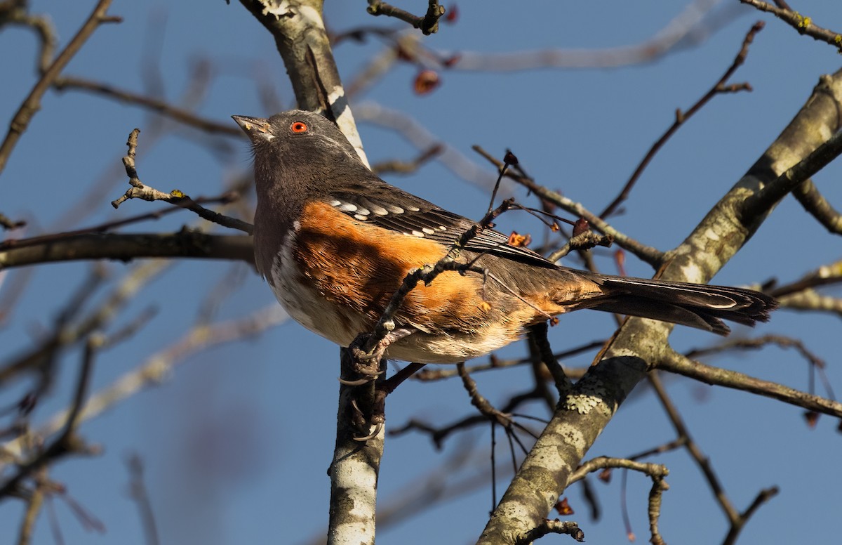 Spotted Towhee - ML648574921