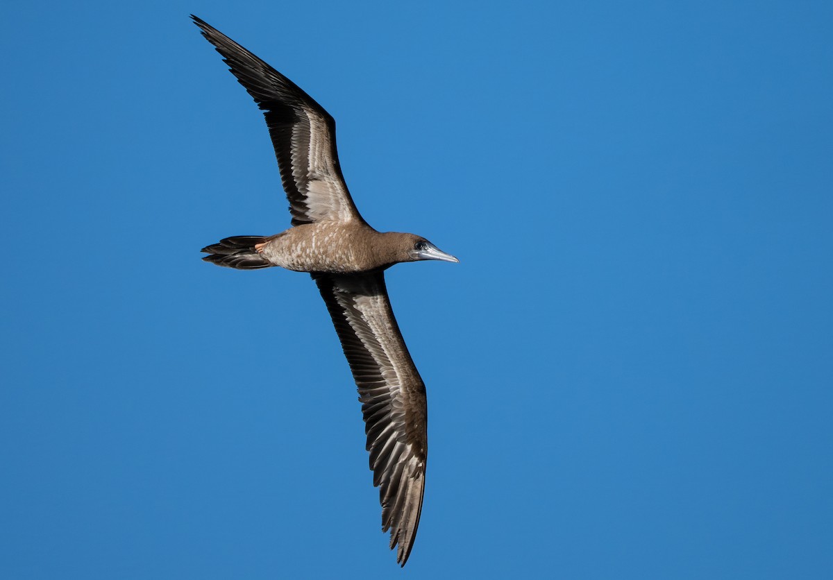 Sula fosca (leucogaster) - ML648574974