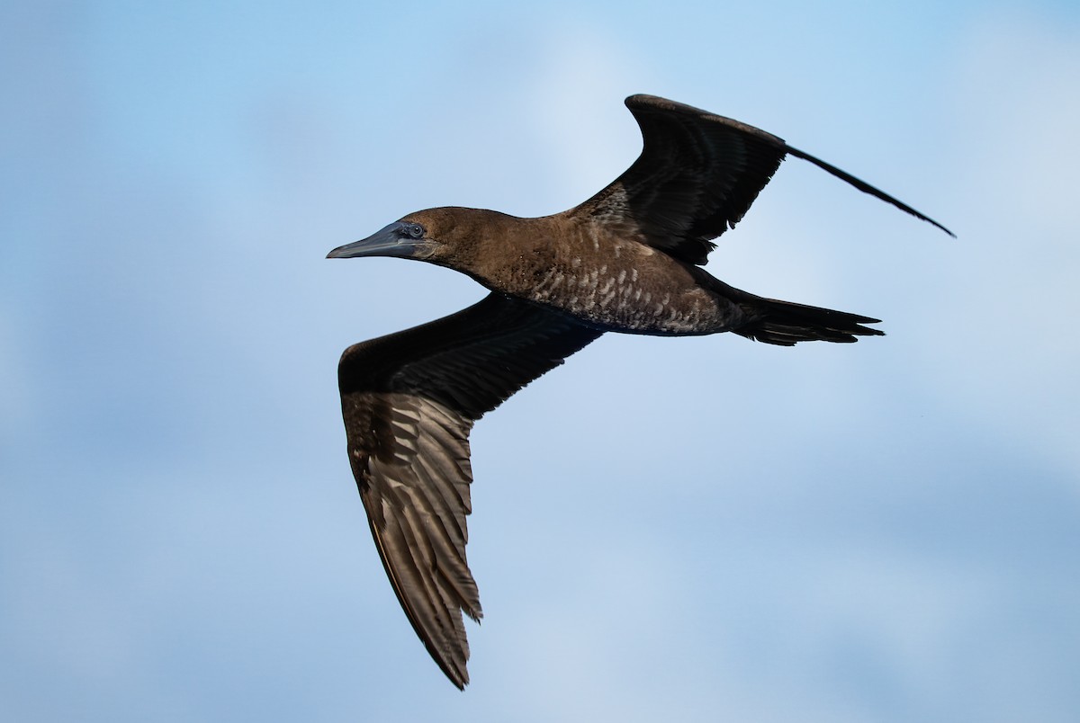 Sula fosca (leucogaster) - ML648574975