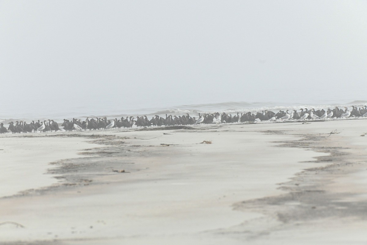 totoppskarv - ML648574997