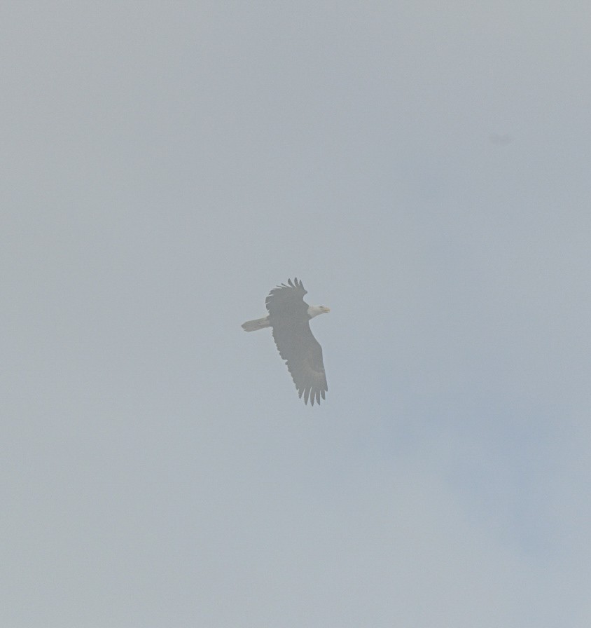 hvithodehavørn - ML648575020