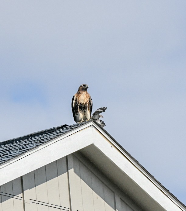 rødstjertvåk - ML648575036