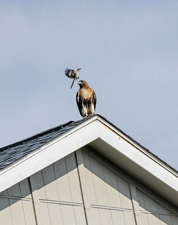 rødstjertvåk - ML648575037