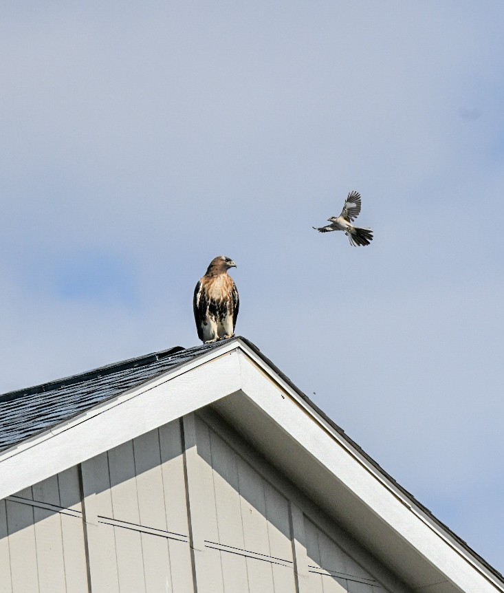 rødstjertvåk - ML648575038