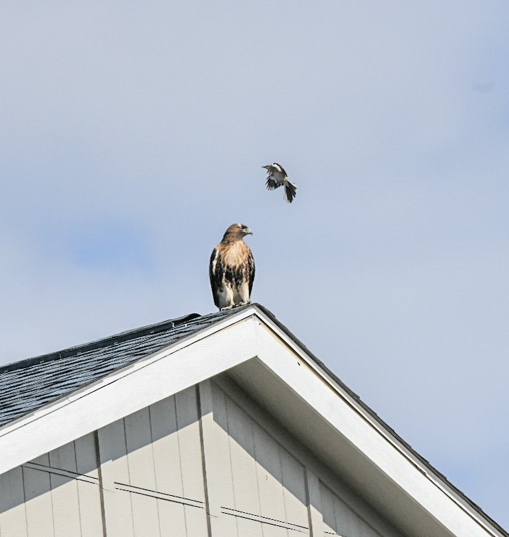 rødstjertvåk - ML648575039