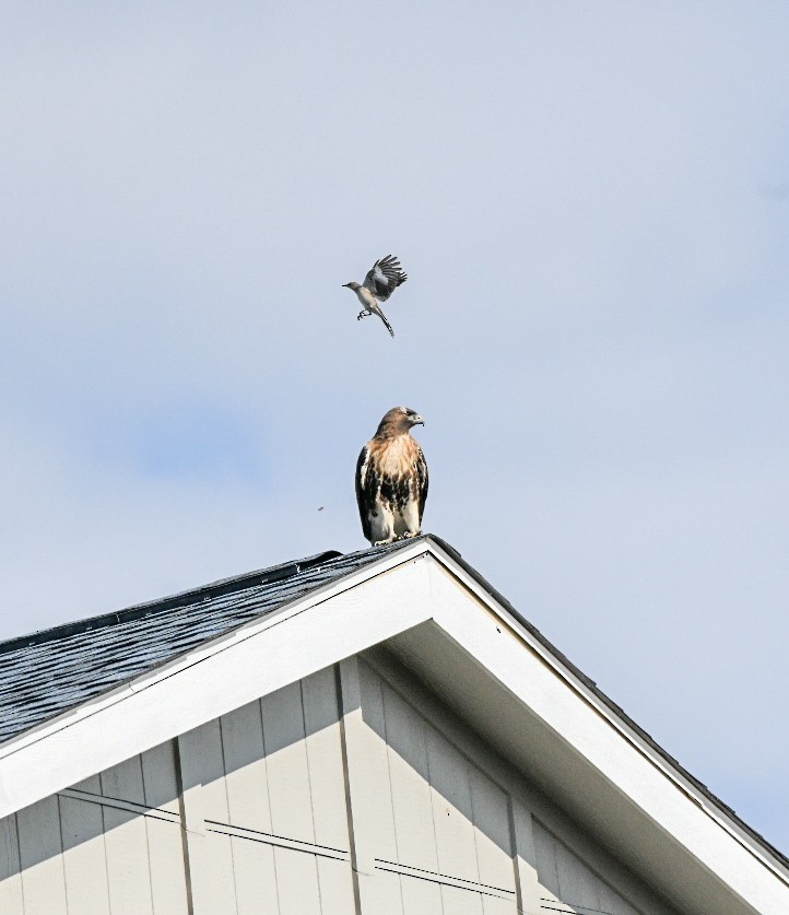 rødstjertvåk - ML648575040