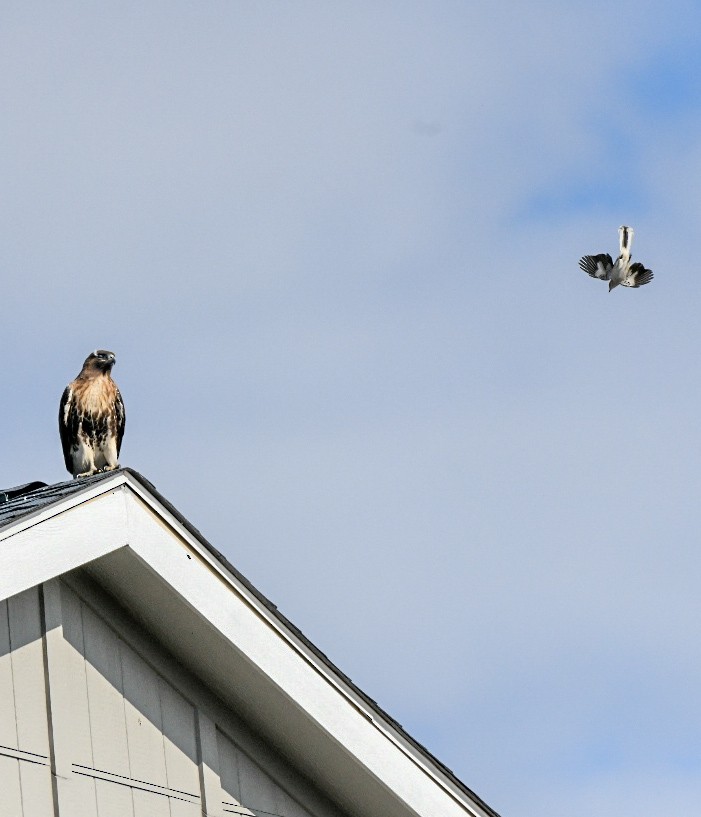 rødstjertvåk - ML648575041