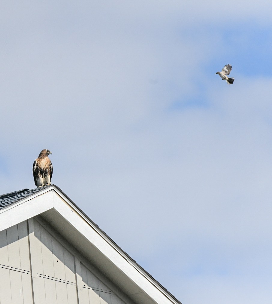 rødstjertvåk - ML648575042