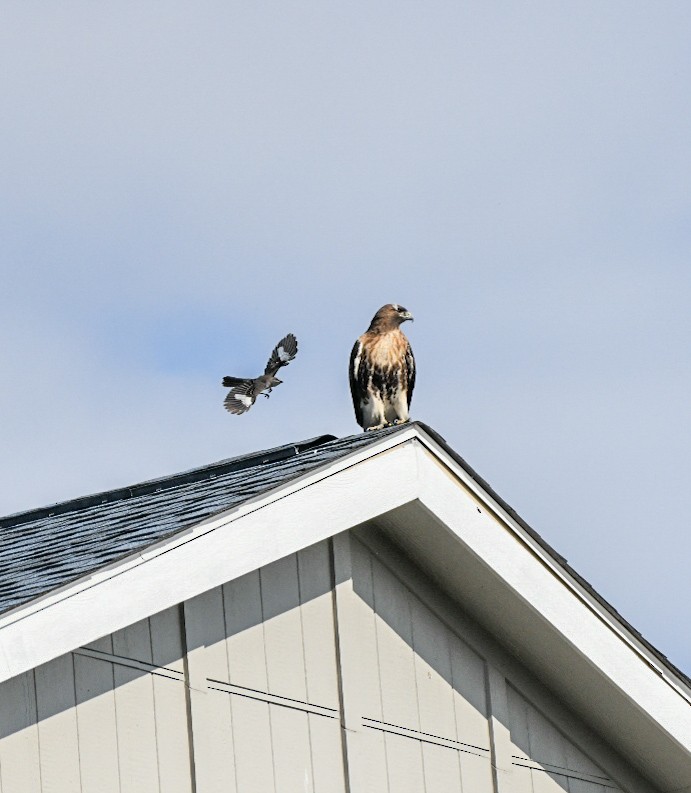 rødstjertvåk - ML648575043