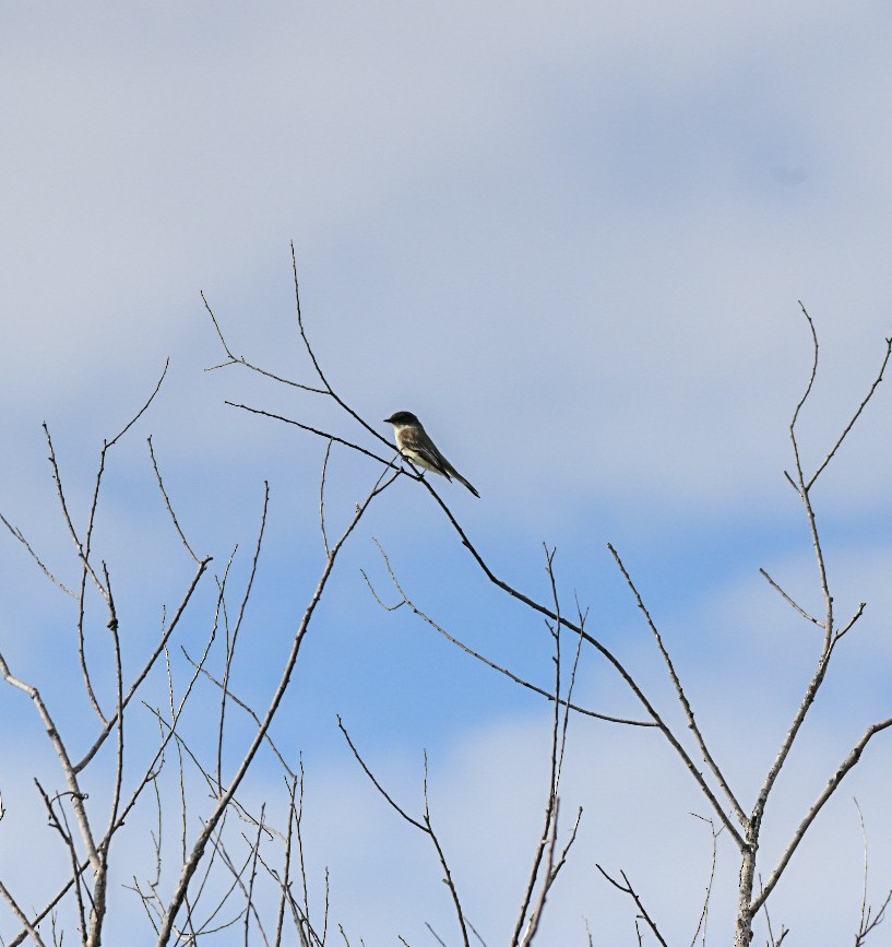 gråfibi - ML648575057