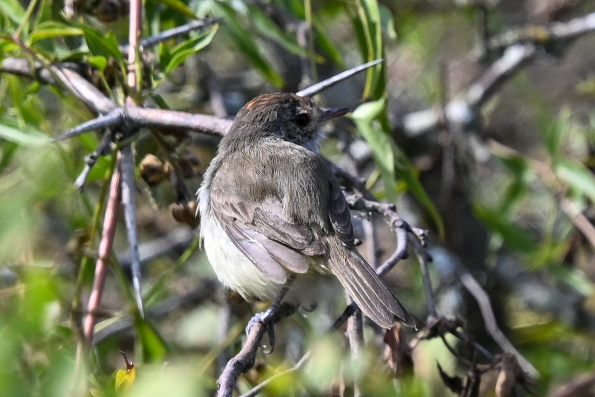 Fulvous-crowned Scrub-Tyrant - ML648575305
