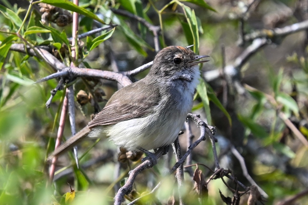 Fulvous-crowned Scrub-Tyrant - ML648575306