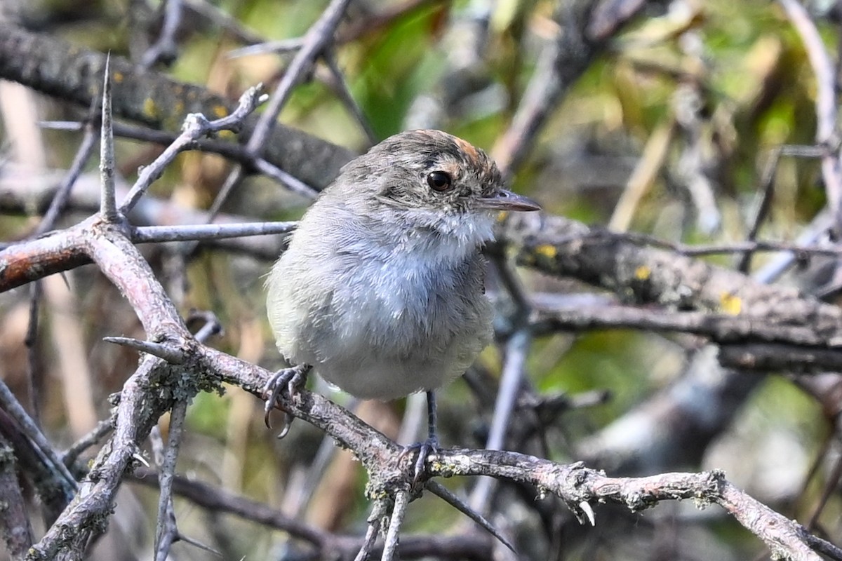Fulvous-crowned Scrub-Tyrant - ML648575307