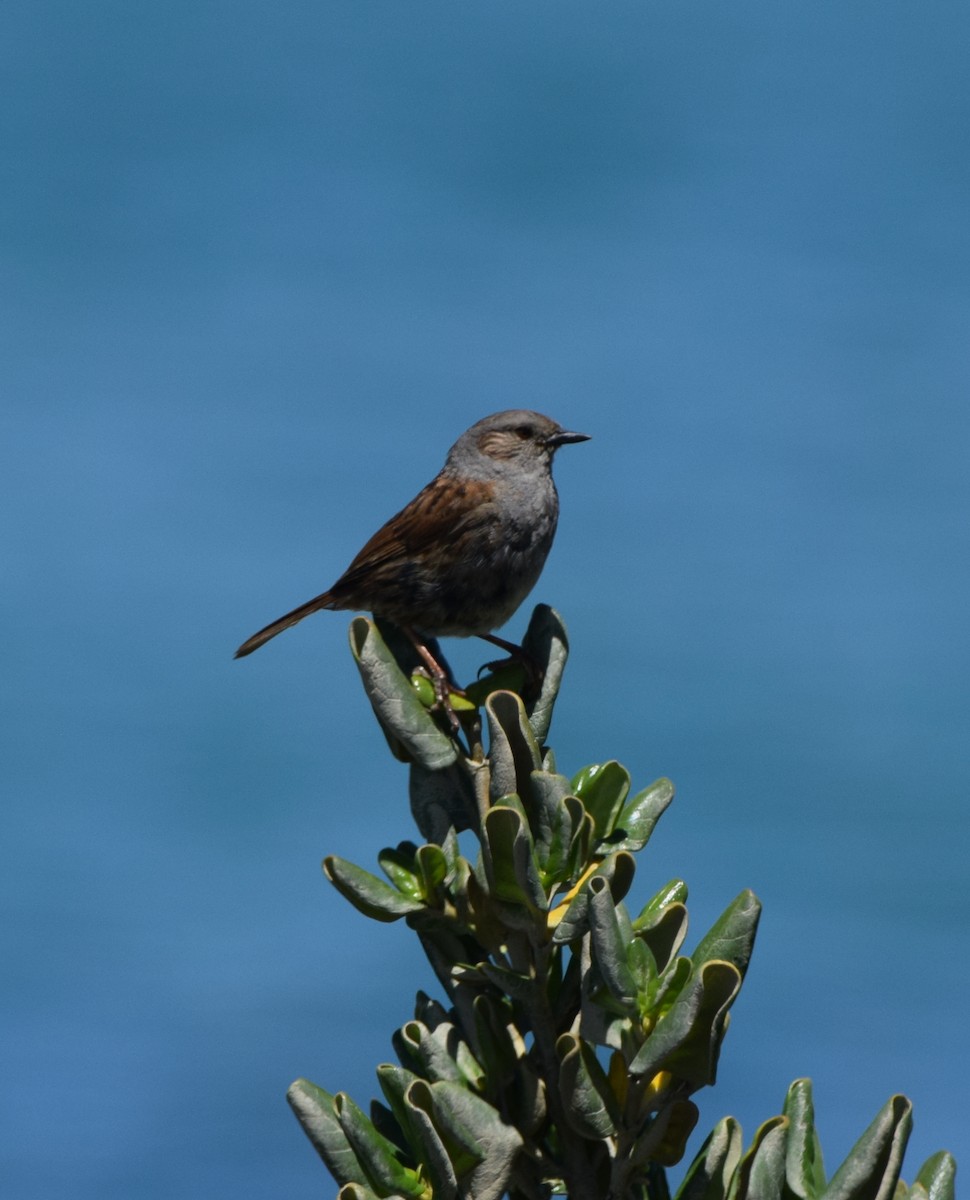 סתרי מצוי - ML648575321