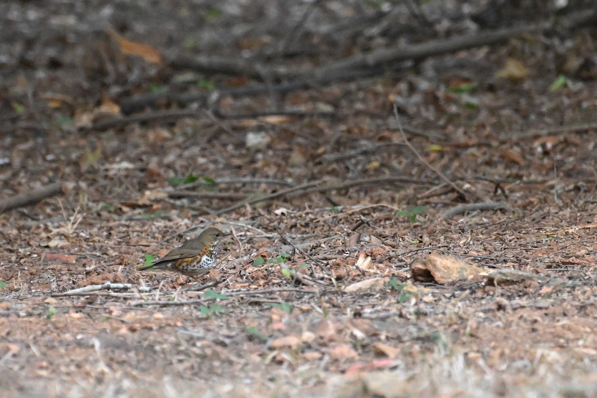 Japanese Thrush - ML648575911