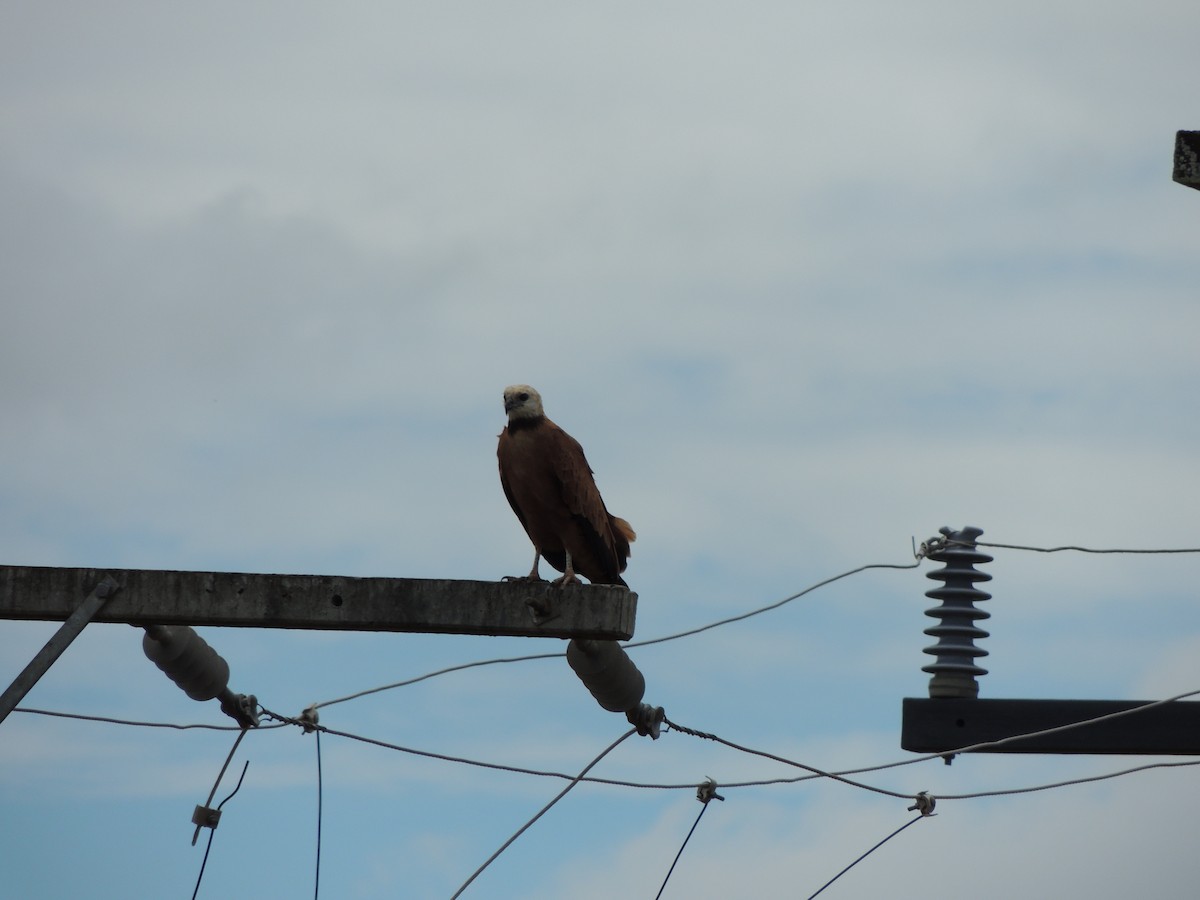 Black-collared Hawk - ML648576130