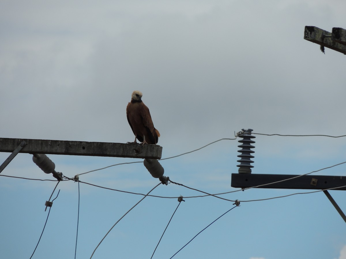 Black-collared Hawk - ML648576153