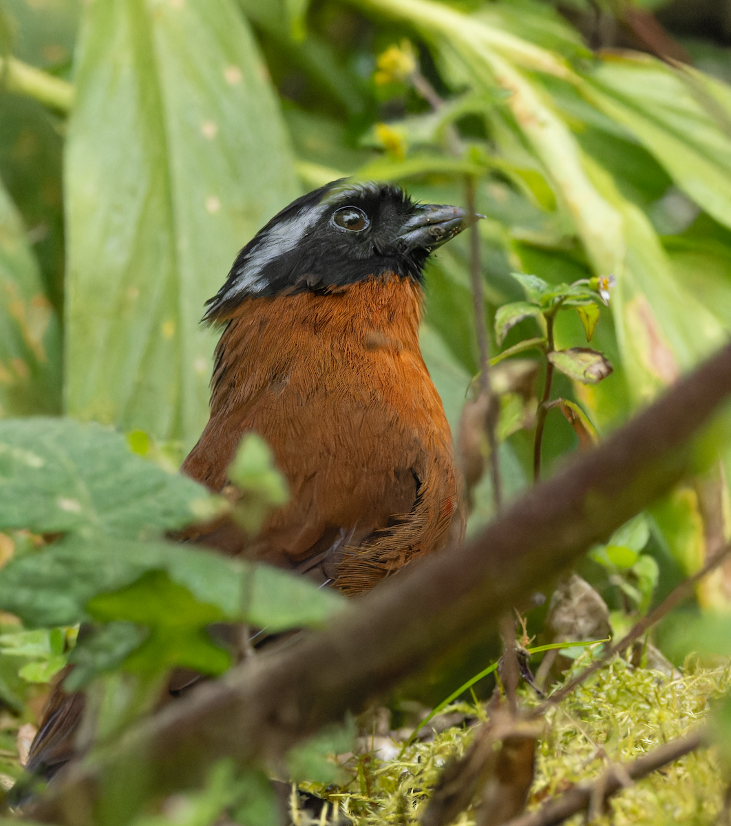 Tanager Finch - ML648576595