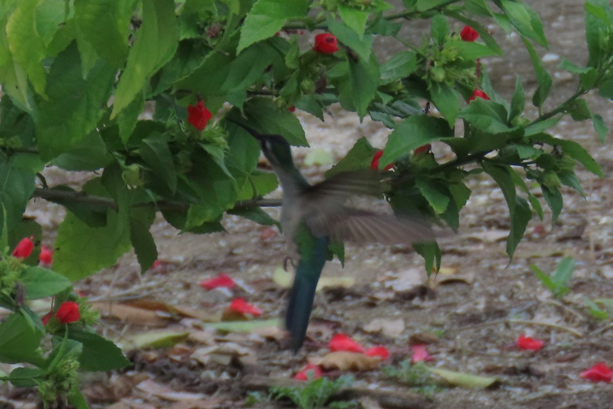 Wedge-tailed Sabrewing - ML648576925