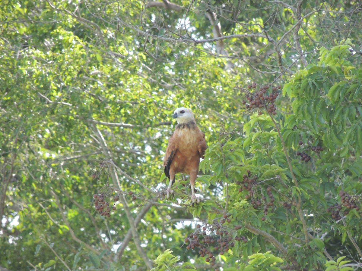 Black-collared Hawk - ML648576927