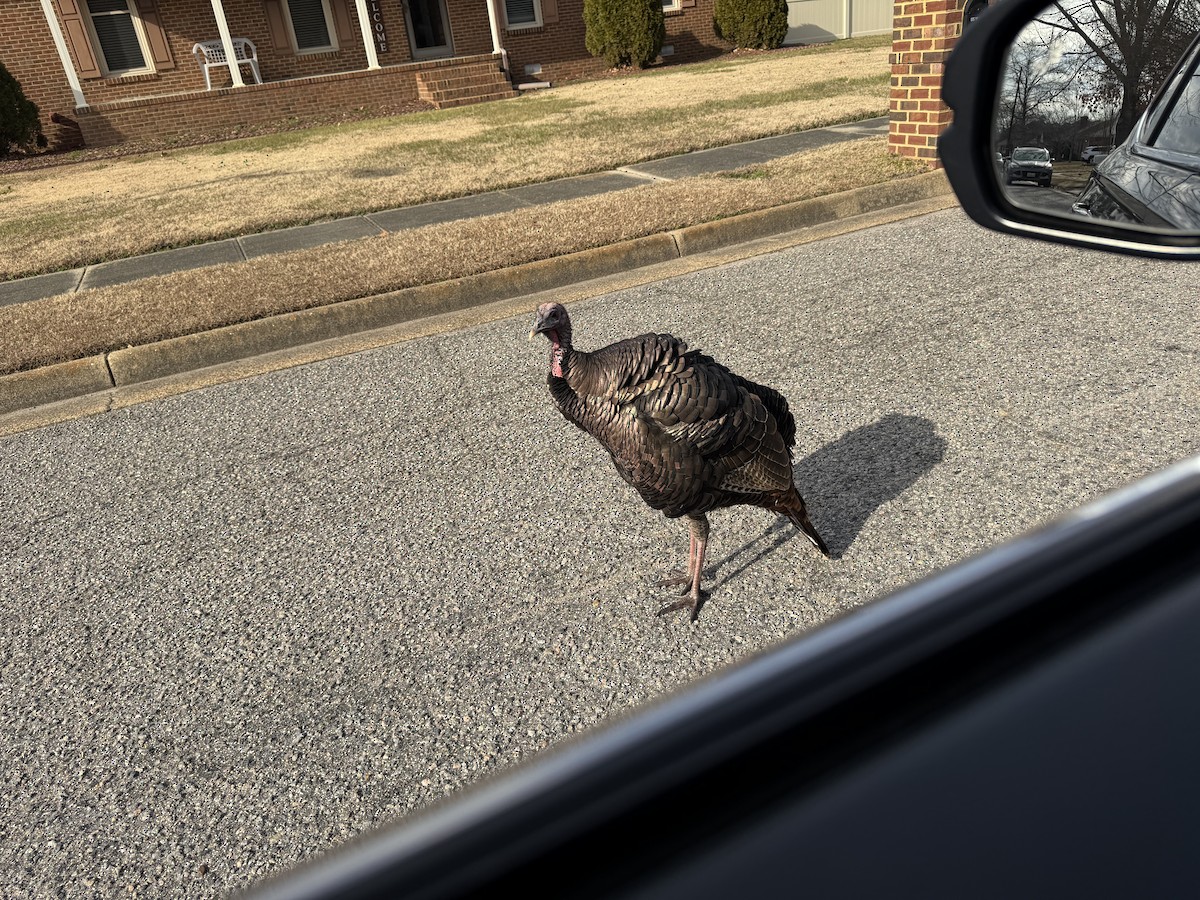 Wild Turkey - ML648576943