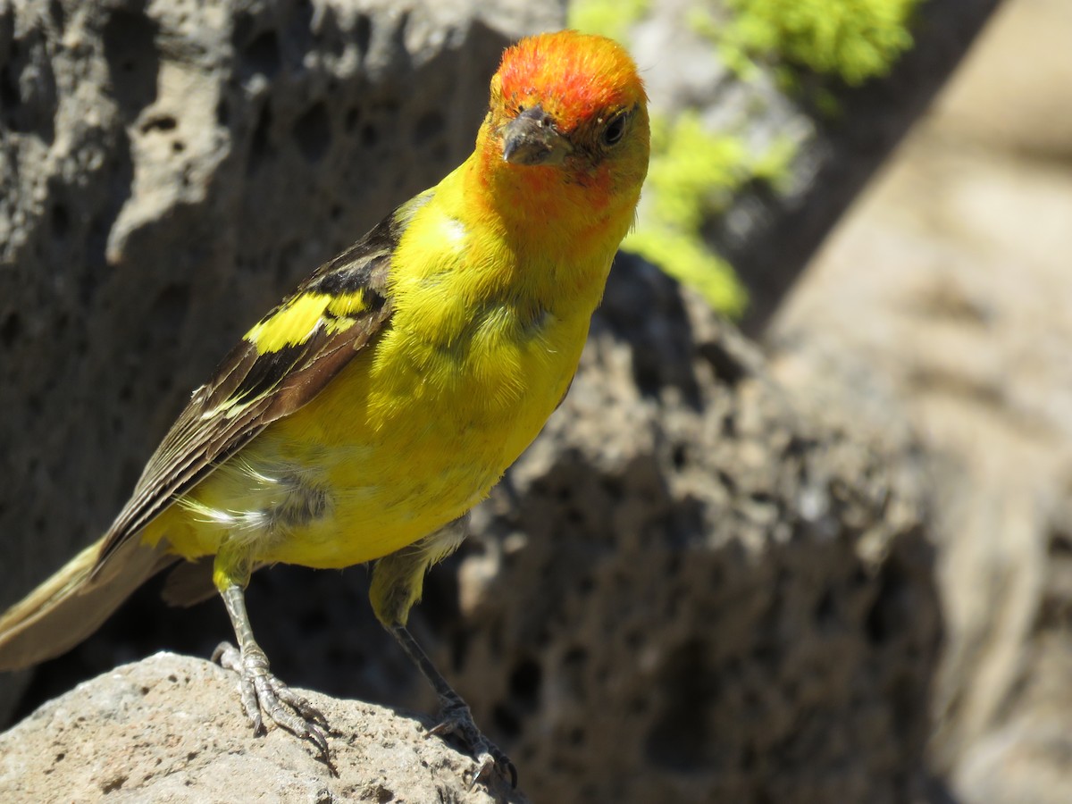 Western Tanager - ML64857701