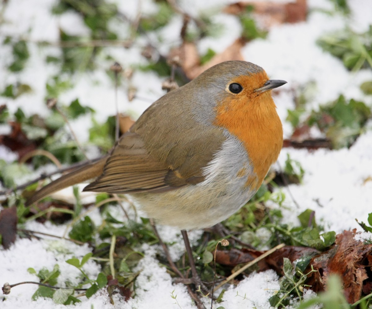 ML648577165 - European Robin - Macaulay Library
