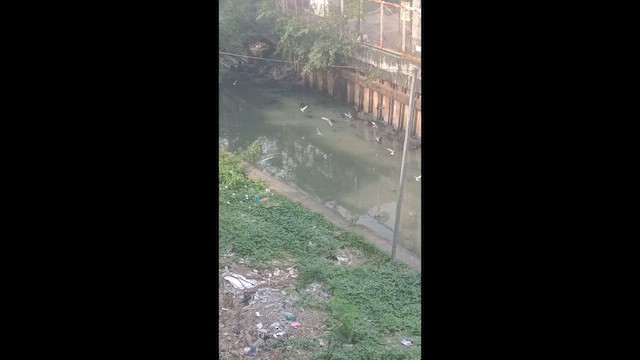 Whiskered Tern - ML648577323