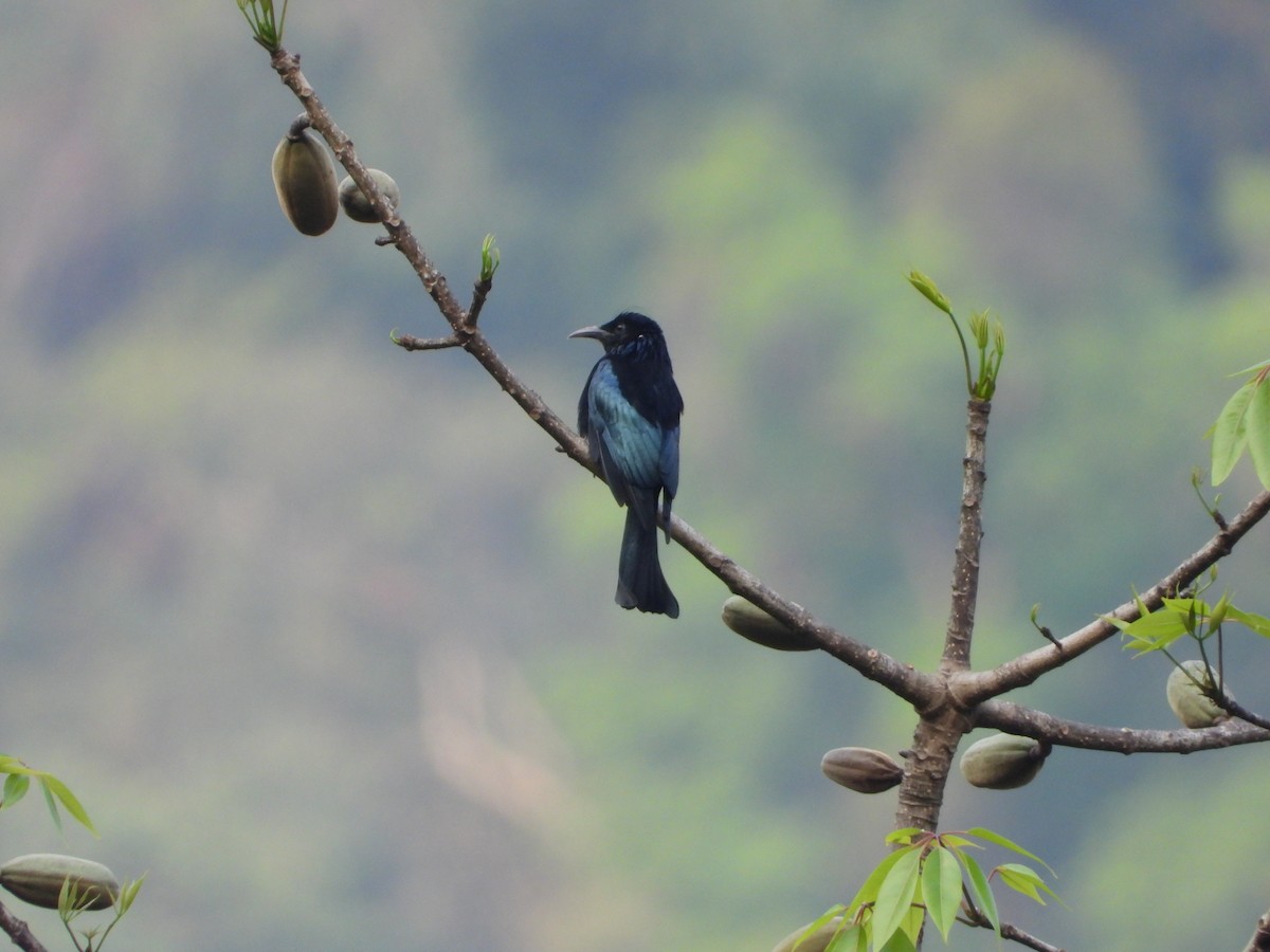 髮冠卷尾 - ML648578248