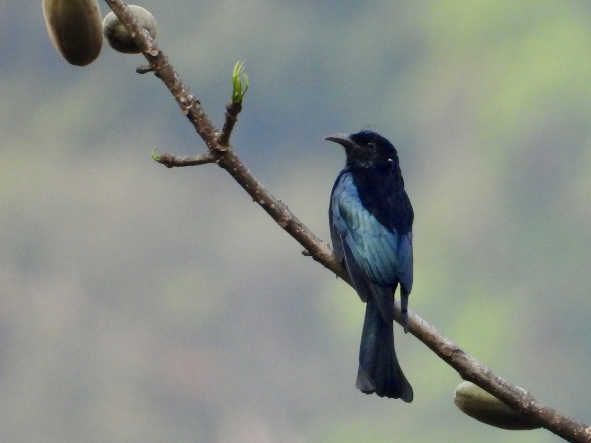 髮冠卷尾 - ML648578297