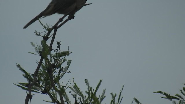 Golden-billed Saltator - ML648578991