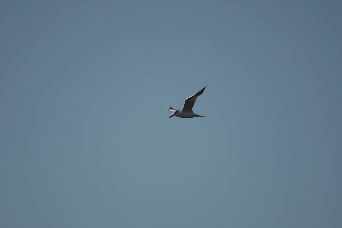 שחפית גדולה - ML648579287