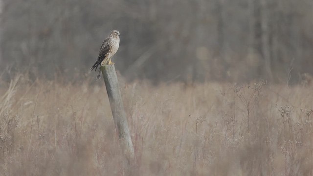 Northern Harrier - ML648579298