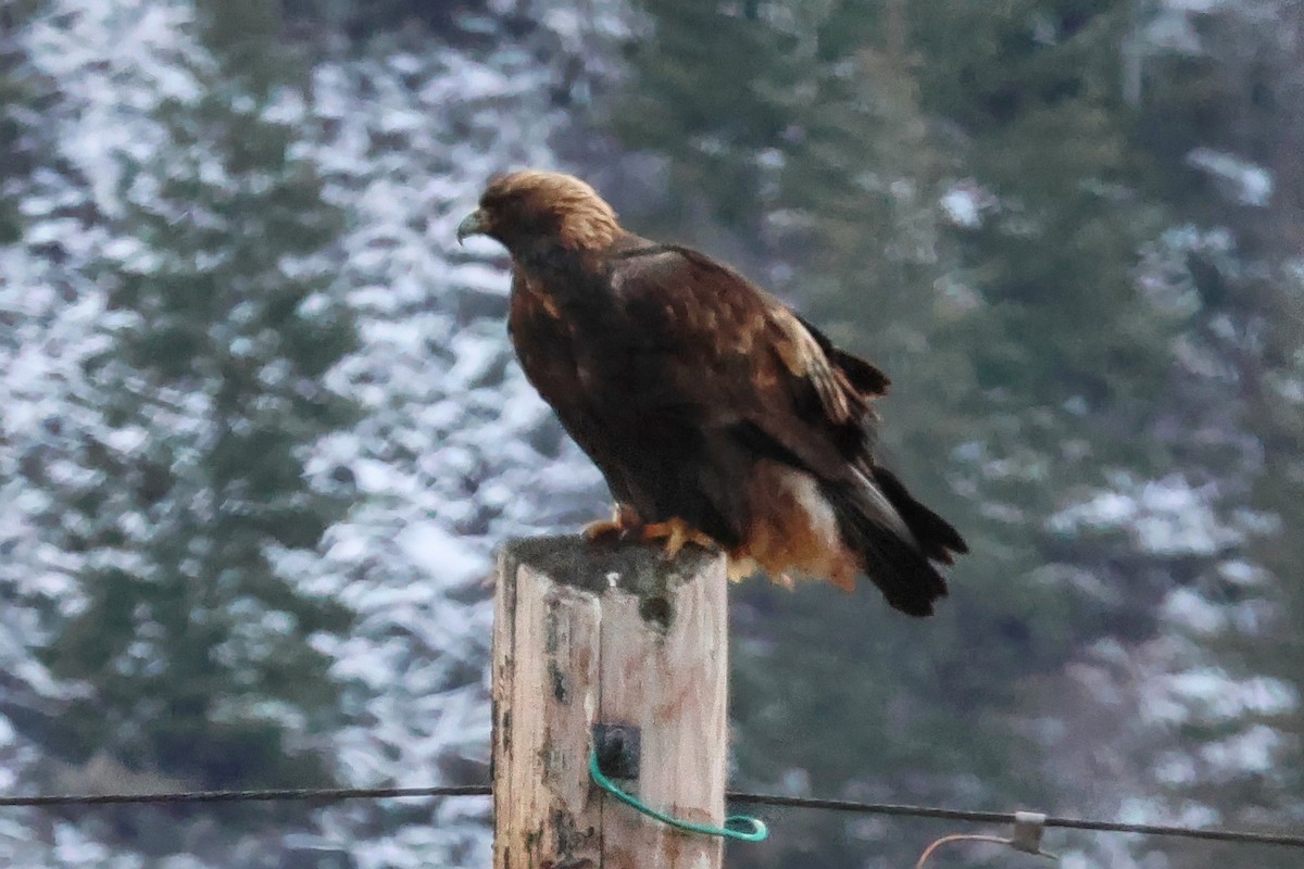 Golden Eagle - ML648580074