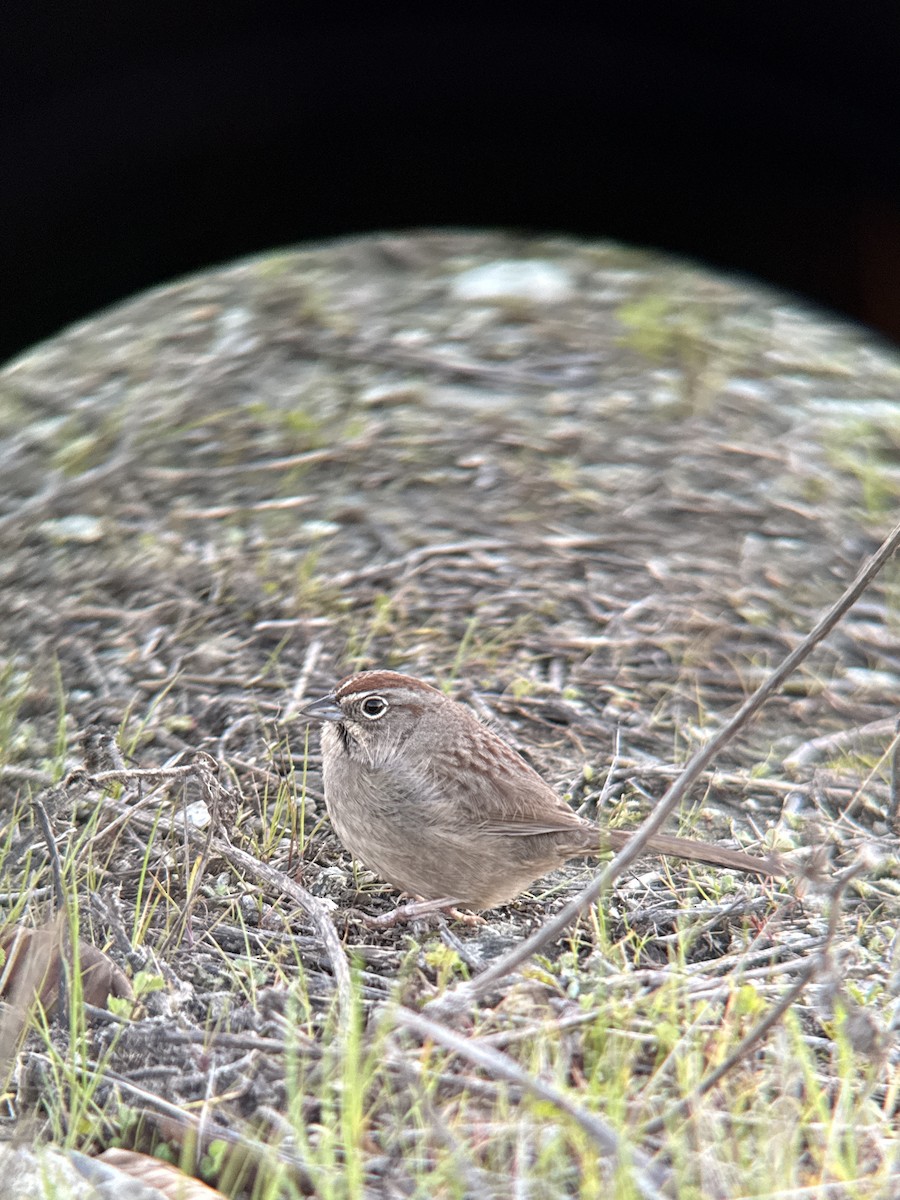 Rufous-crowned Sparrow - Rajan Rao