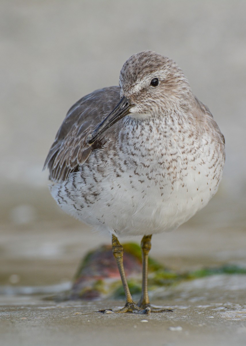 Büyük Kumkuşu - ML648581008