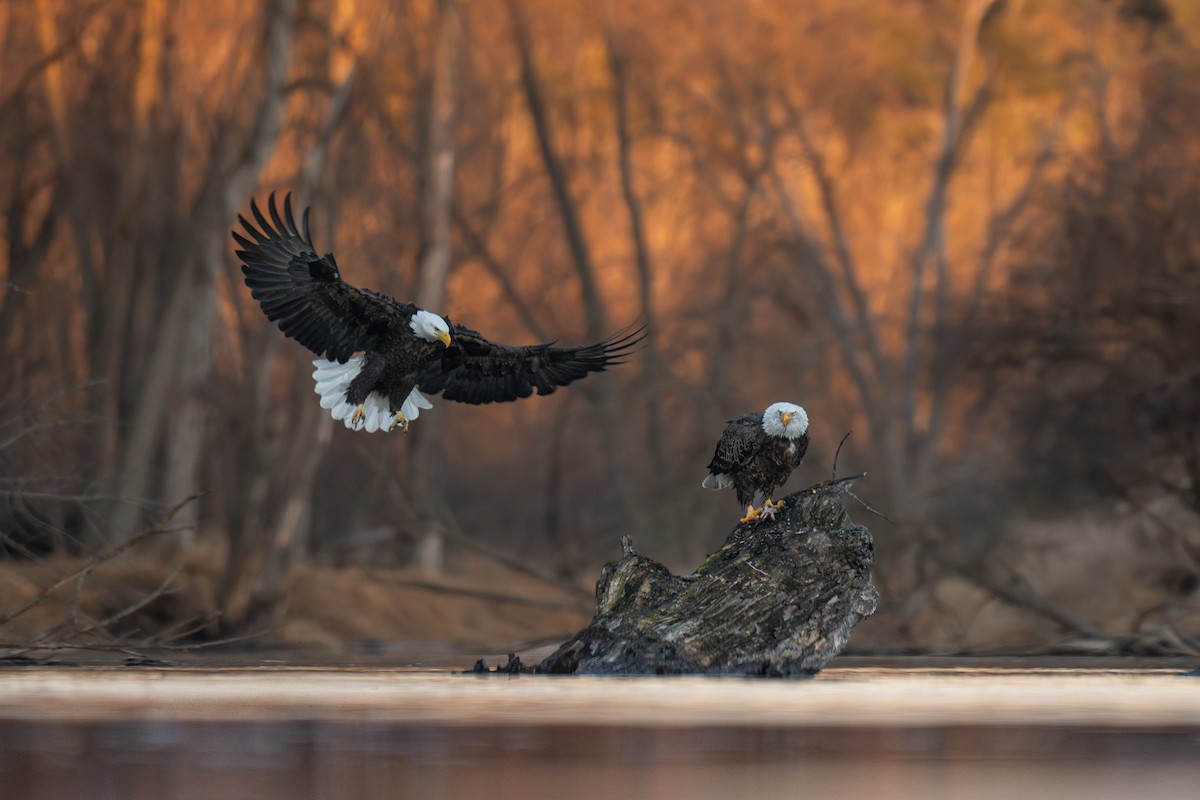 Pigargo Americano - ML648582179