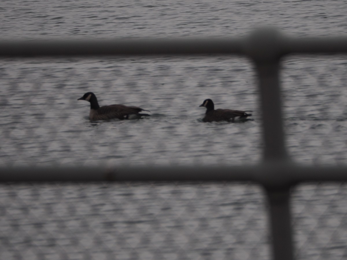 Gıdaklayan Kaz - ML648582332