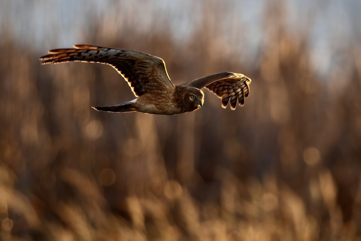 Northern Harrier - ML648582483