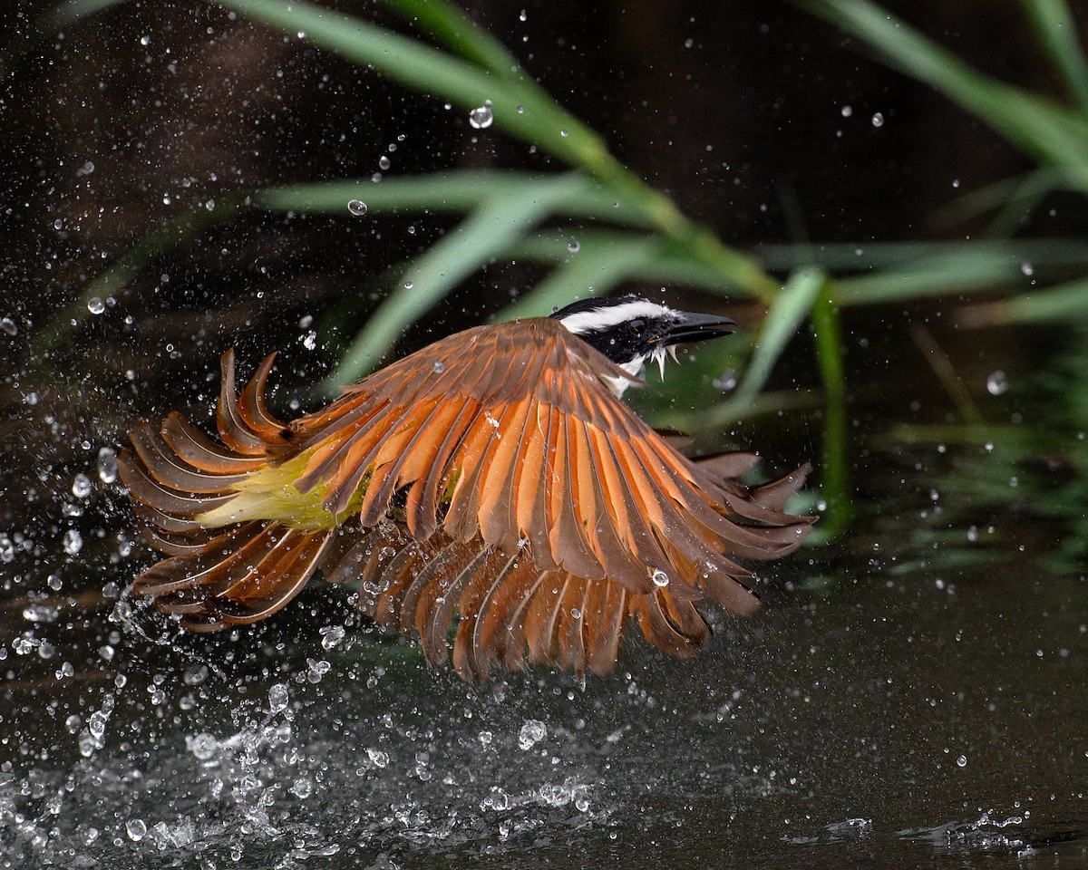 Great Kiskadee - ML648583034