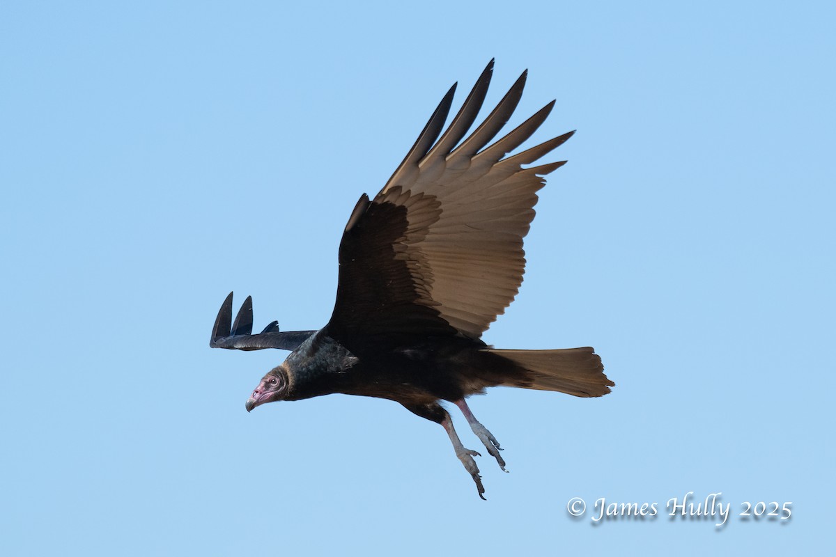 Чёрная катарта - ML648583203