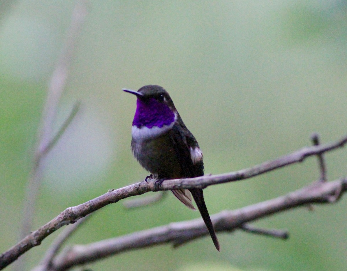 Purple-throated Woodstar - Anthony Collerton