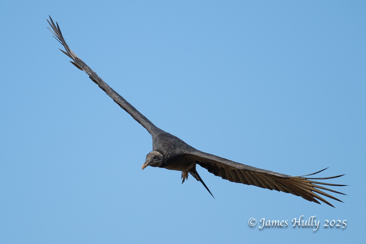 Чёрная катарта - ML648583210