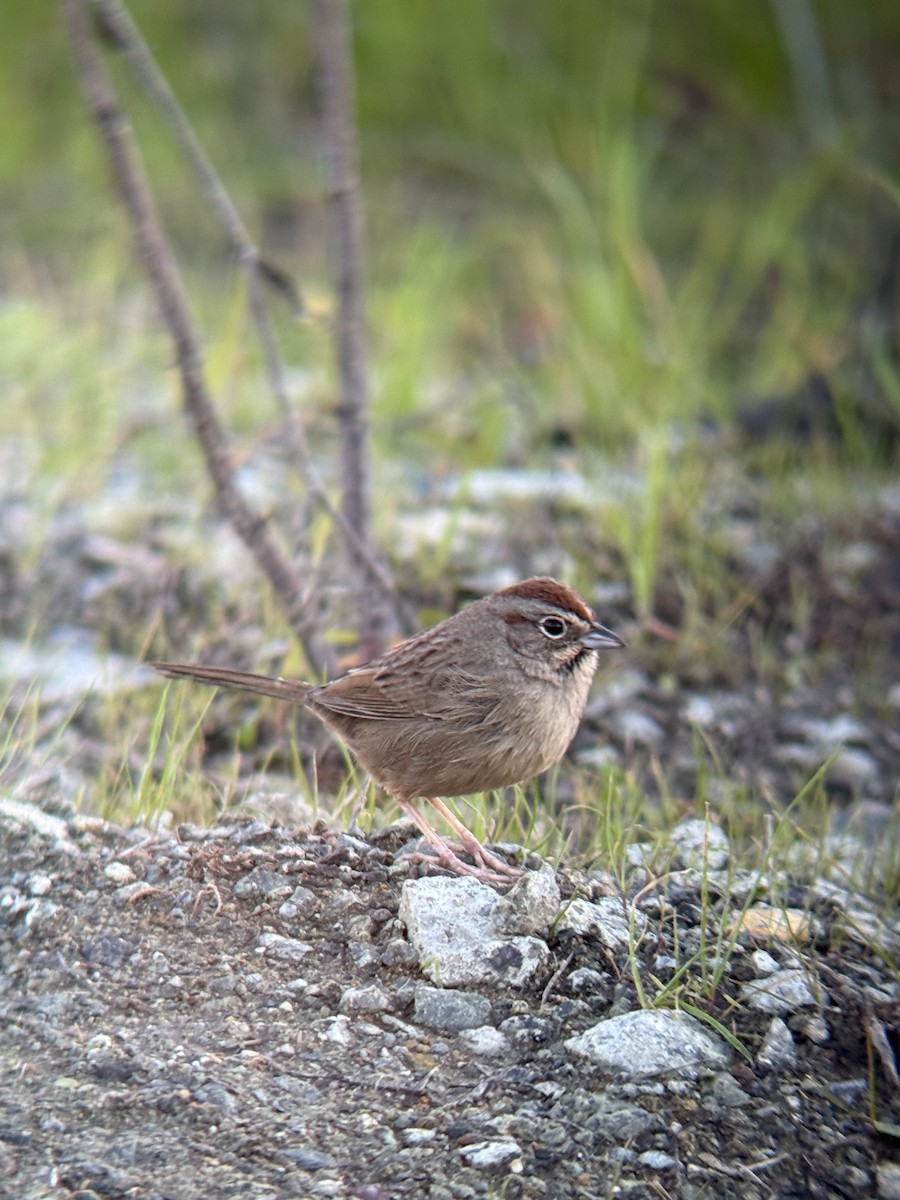 Rufous-crowned Sparrow - ML648583244