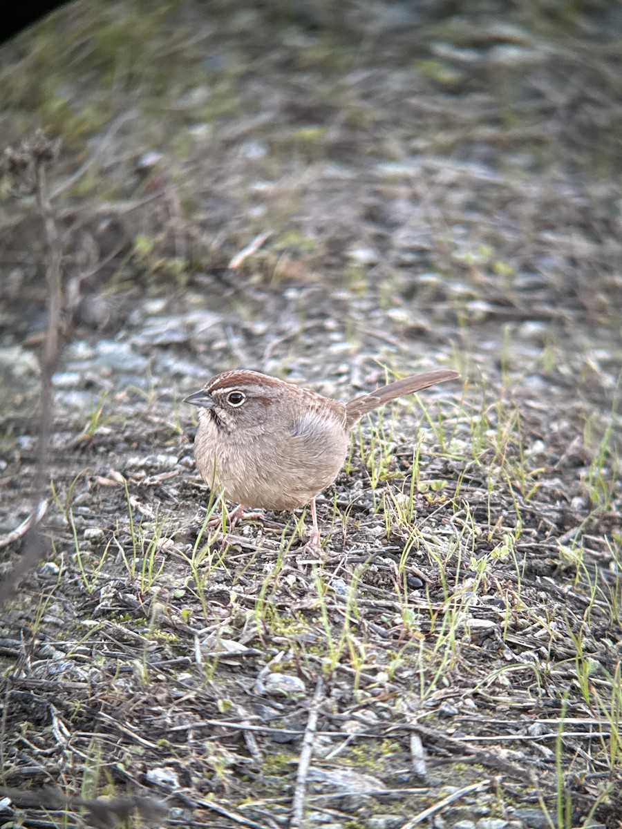 Rufous-crowned Sparrow - ML648583247
