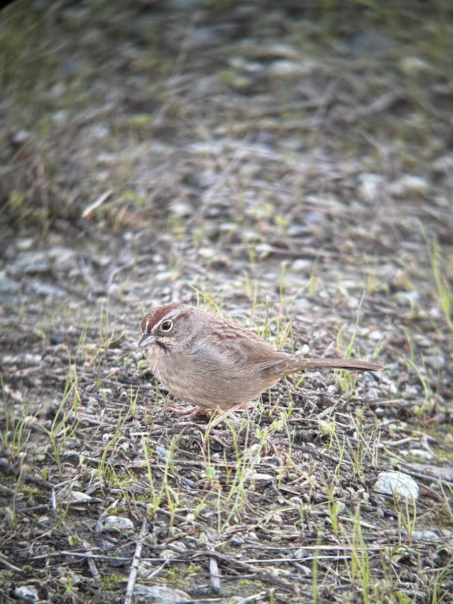 Rufous-crowned Sparrow - ML648583248