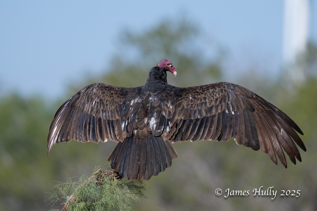 Катарта-индейка - ML648583371