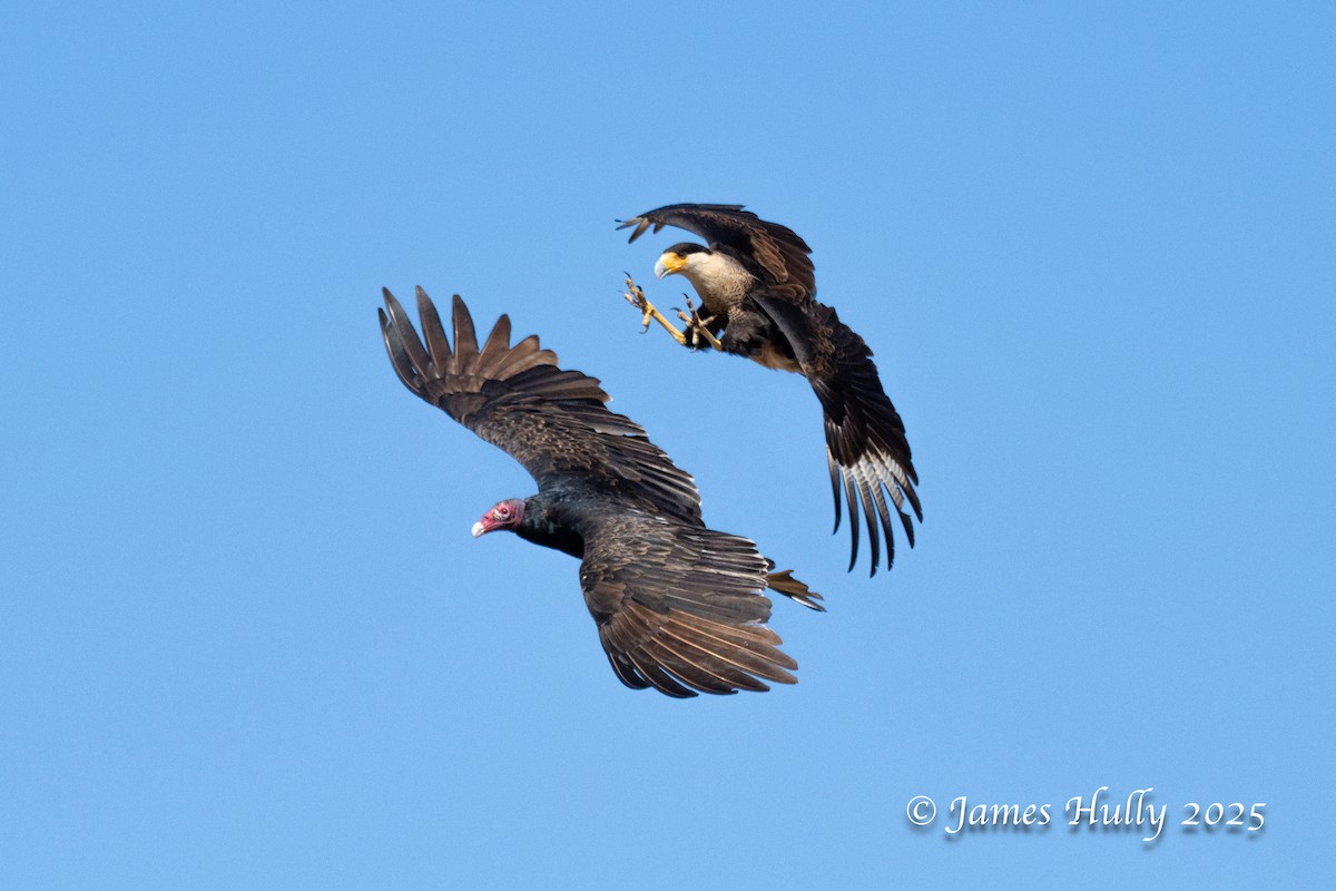 Катарта-индейка - ML648583394