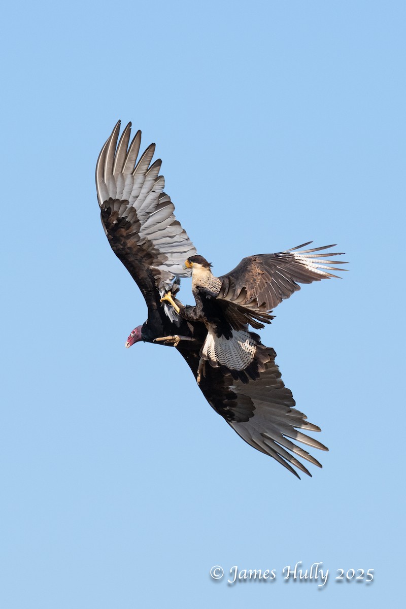 Катарта-индейка - ML648583400